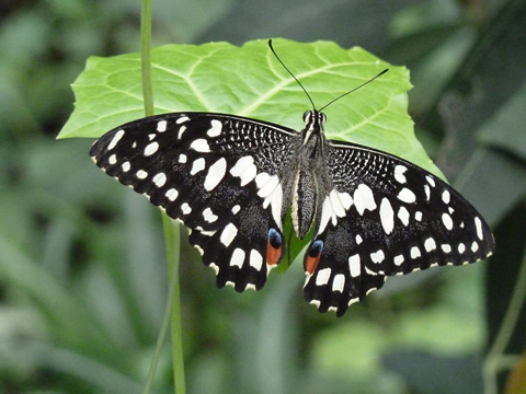 Tropische vlinder in Papiliorama te Havelte